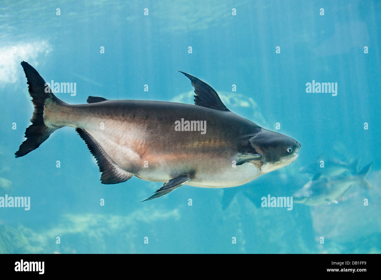Mekong Giant Catfish swimming in aquarium in Singapore River Safari Park. Scientific name: Pangasianodon gigas. Singapore. Stock Photo