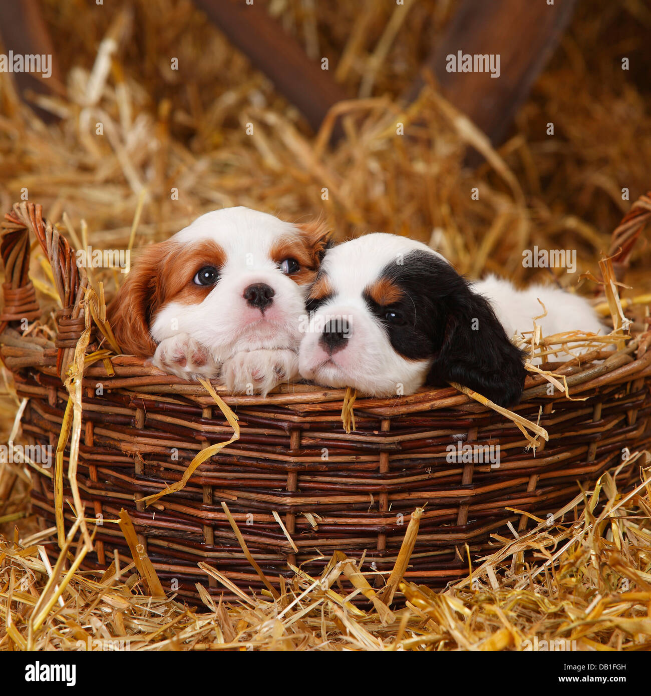 Cavalier King Charles Spaniel, puppies, tricolour and blenheim, 7 weeks / wicker basket Stock Photo