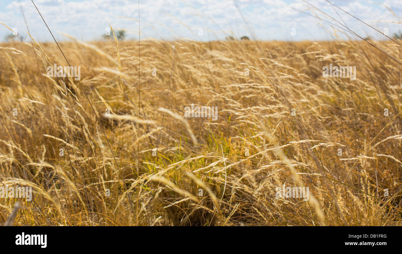 Long, dry Mitchell Grass on a plain of grassland in Queensland's 'channel country', Australia Stock Photo