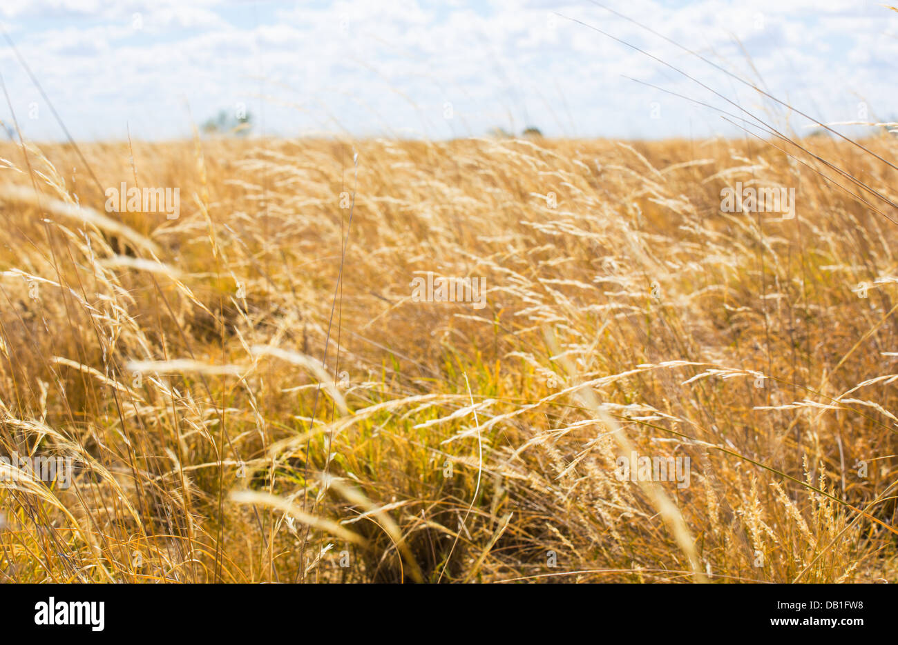 Long, dry Mitchell Grass on a plain of grassland in Queensland's 'channel country', Australia Stock Photo