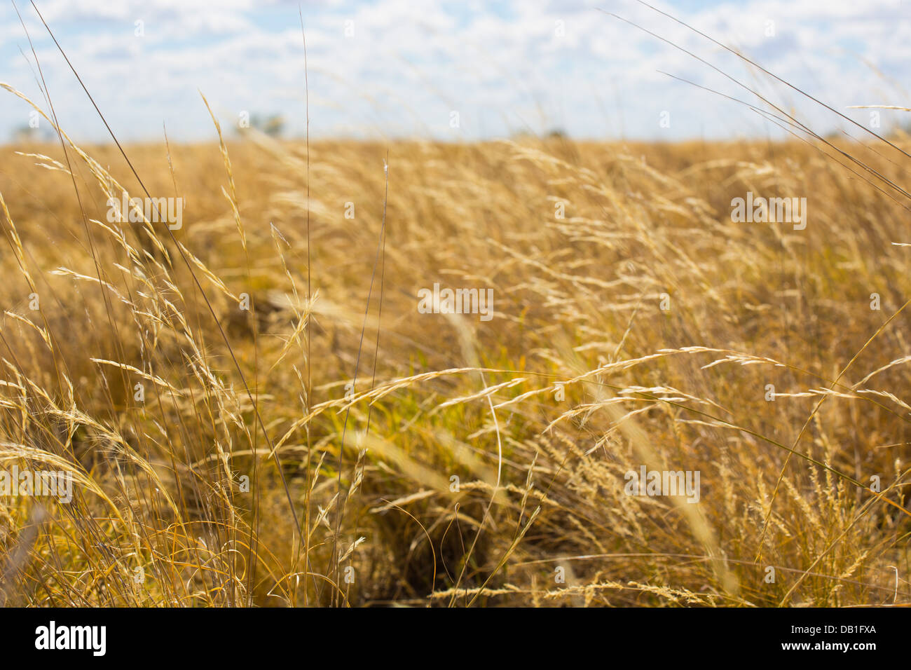 Long, dry Mitchell Grass on a plain of grassland in Queensland's