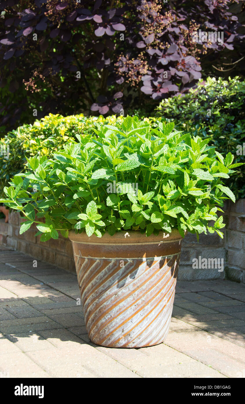 A potted common garden mint plant (Mentha sachalinensis) growing in a sunny spot in a courtyard garden. UK, 2013. Stock Photo