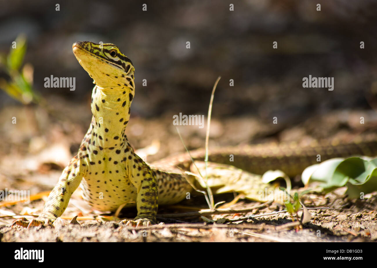 Perentie (Varanus giganteus) monitor lizard with delicate juvenile