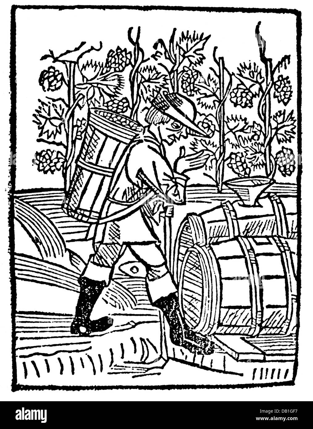 agriculture, viticulture, grape gathering, wine-grower with basket and wine casks, woodcut, out of: Wilhelm von Hirnkofen, 'Von der beraytung vnd brauchung der wein', Ulm, 1499, Additional-Rights-Clearences-Not Available Stock Photo