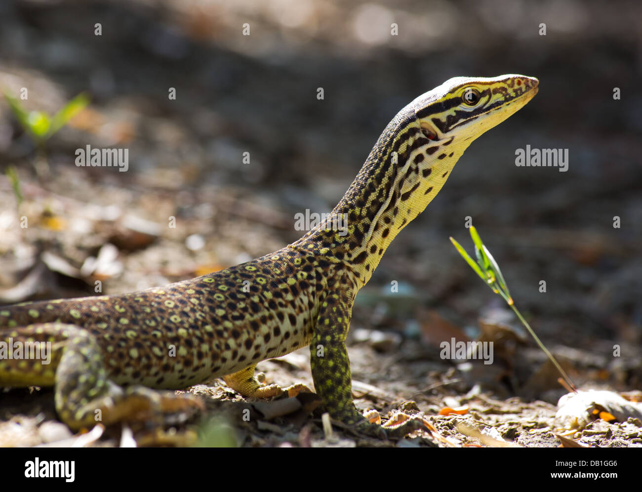 Perentie (Varanus giganteus) monitor lizard with delicate juvenile