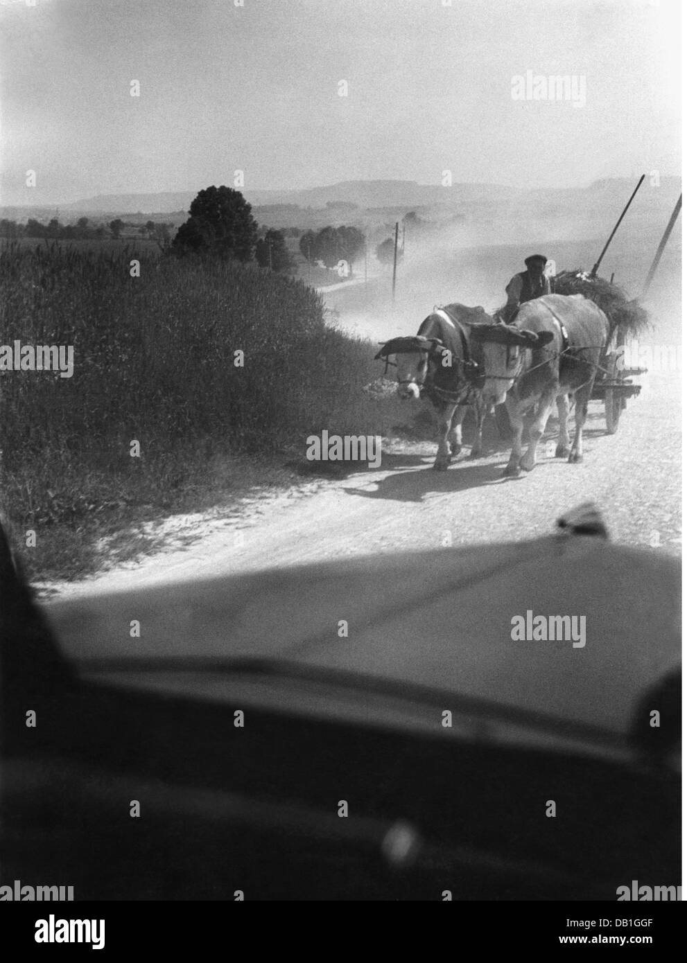 agriculture, people at work, span of oxen on road between Giessen and Frankfurt, circa 1950, Additional-Rights-Clearences-Not Available Stock Photo