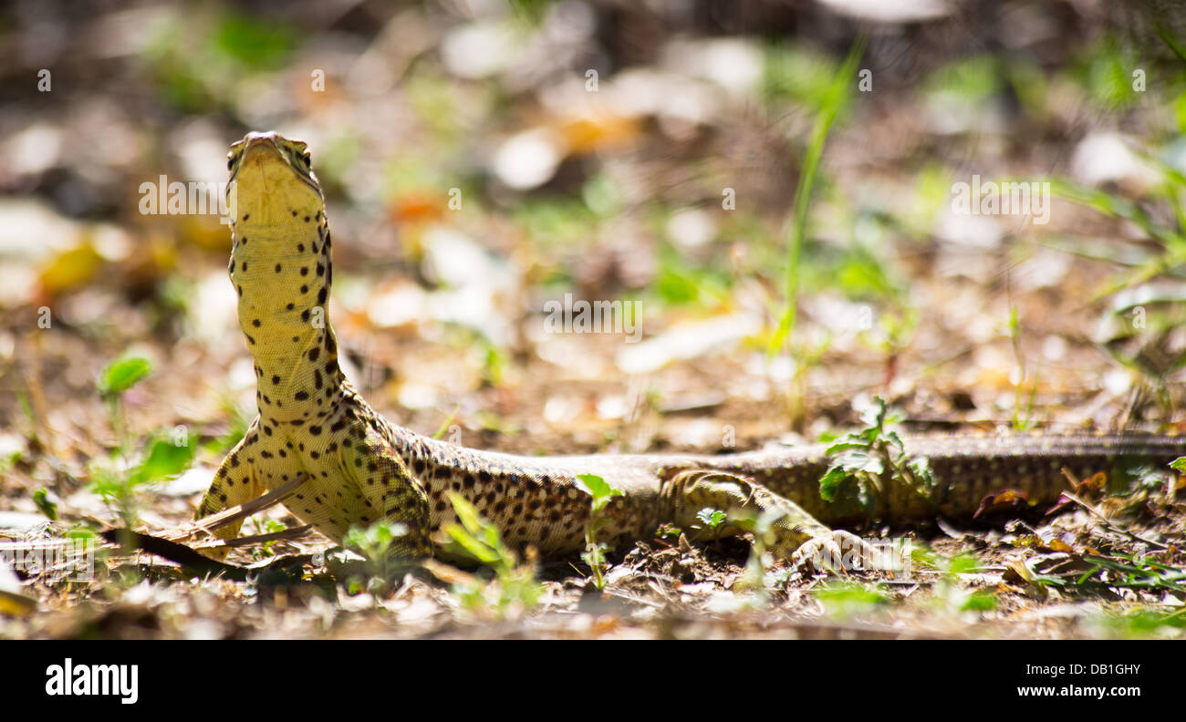 Perentie (Varanus giganteus) monitor lizard with delicate juvenile