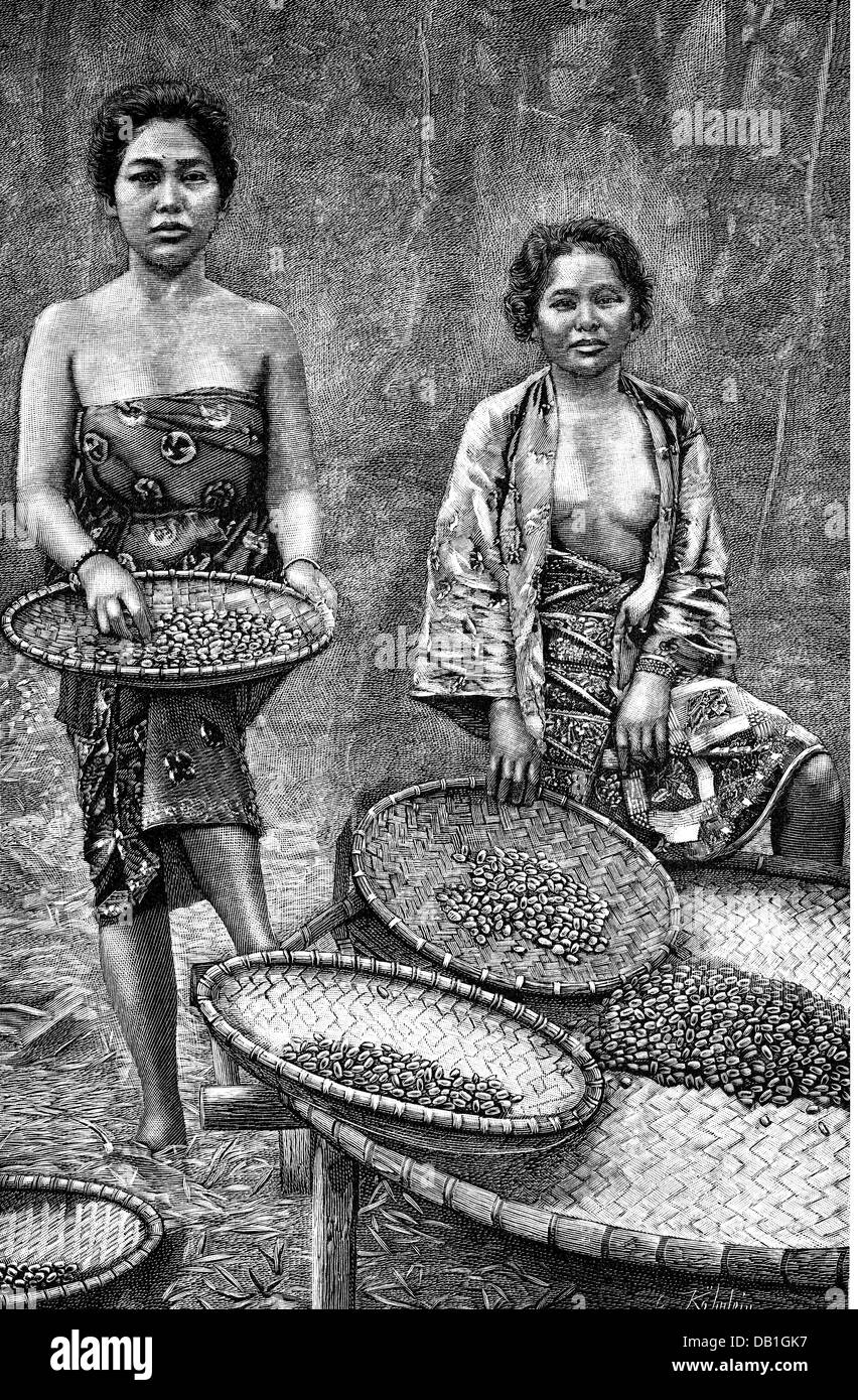 agriculture, farm labour, harvest, cocoa harvest, cocoa pickers on Java, wood engraving, late 19th century, people, woman, women, profession, professions, picker, ethnicity, ethnic group, ethnic groups, ethnicities, Indonesia, Dutch colony, Kingdom of the Netherlands, Asia, basket, baskets, Javanese clothes, clothes, agriculture, farming, historic, historical, food, foodstuff, cocoa, female, Additional-Rights-Clearences-Not Available Stock Photo