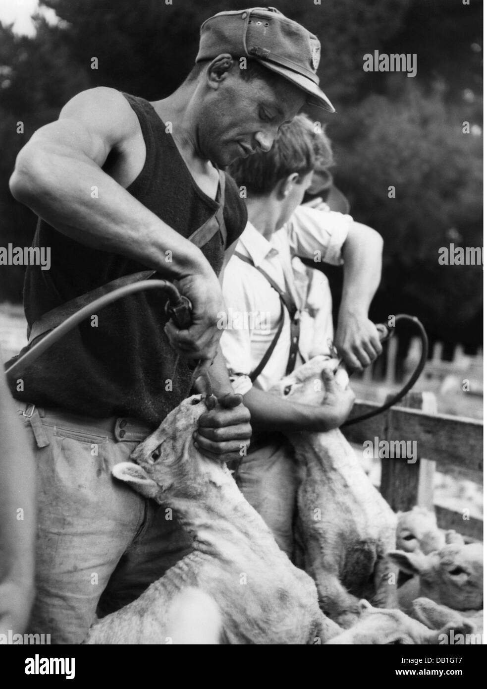 Sheep wool new zealand Black and White Stock Photos & Images Alamy