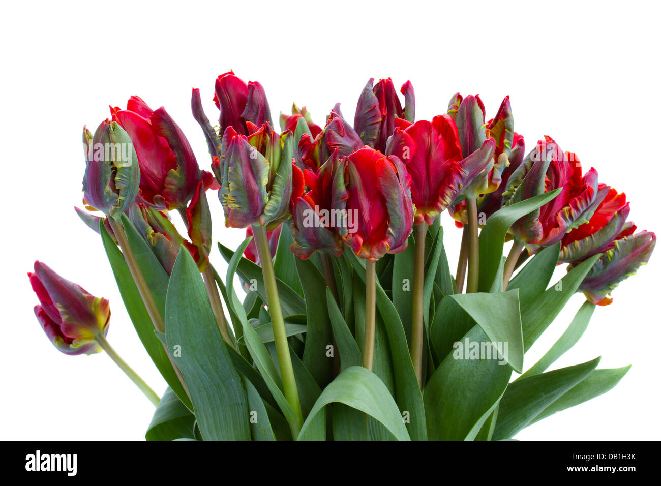 bouquet of red parrot tulips Stock Photo - Alamy