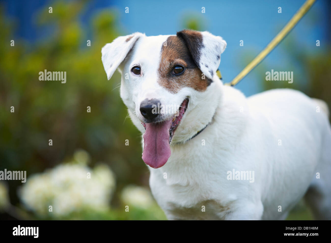 Jack hotsell russell mutt