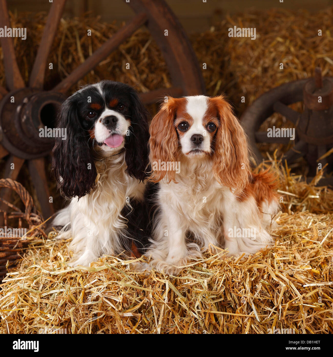 Cavalier King Charles Spaniel, tricolour and blenheim |Cavalier King Charles Spaniel, tricolour und Blenheim Stock Photo