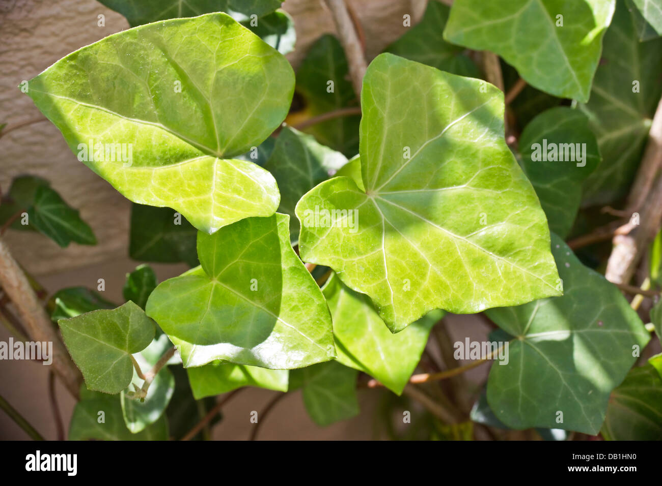 Ivy leaves Stock Photo