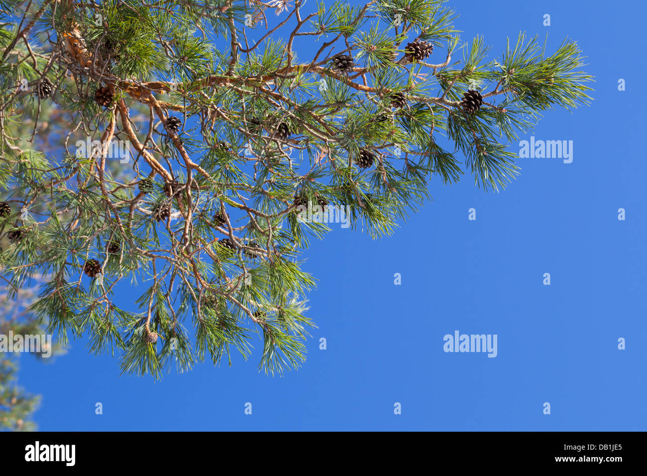 Pine tree branch above clear blue sky Stock Photo