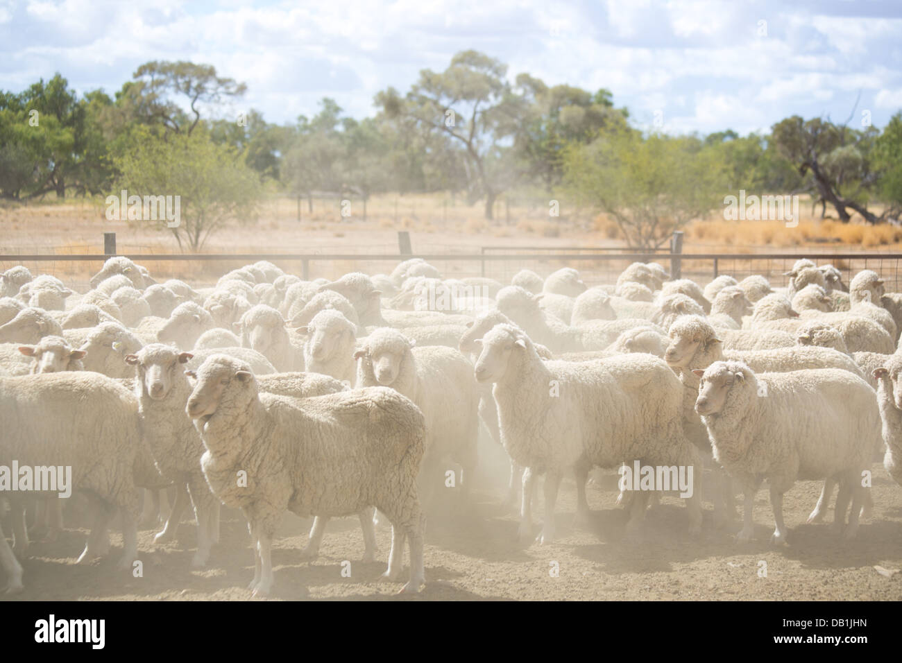 Herd of merino sheep on dry, dusty ground at a sheep station in western Queensland, Australia. Stock Photo