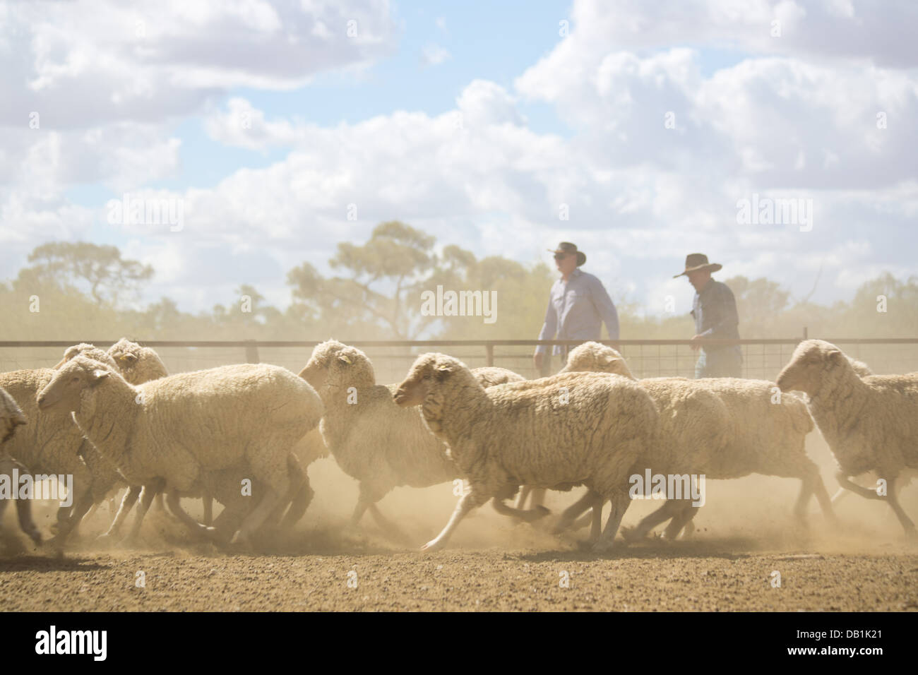 Farmers with a large flock of merino sheep in the dry, dusty outback of Queensland, Australia Stock Photo