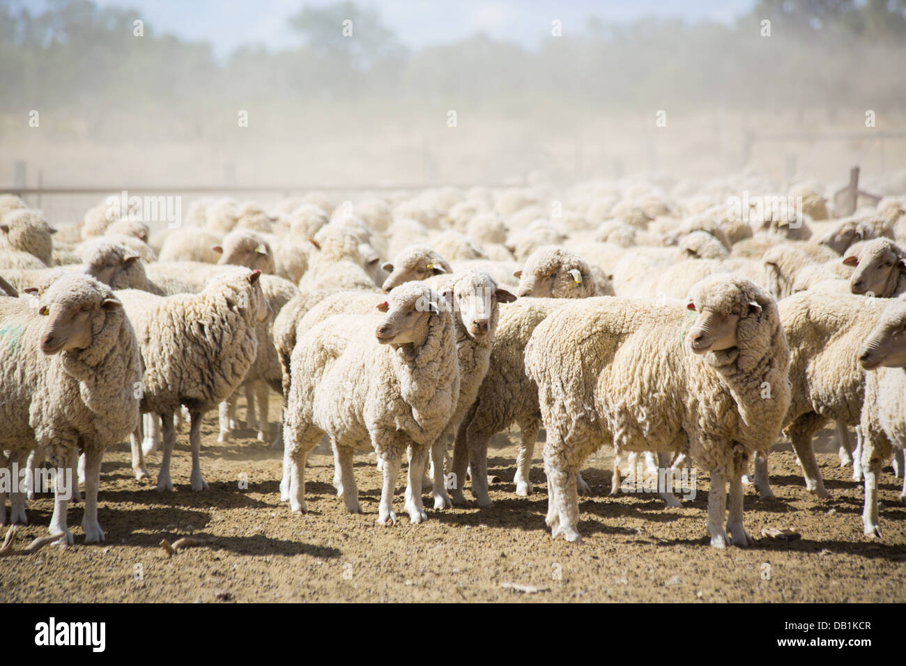 Mob of merino sheep in dry, barren, drought conditions in outback