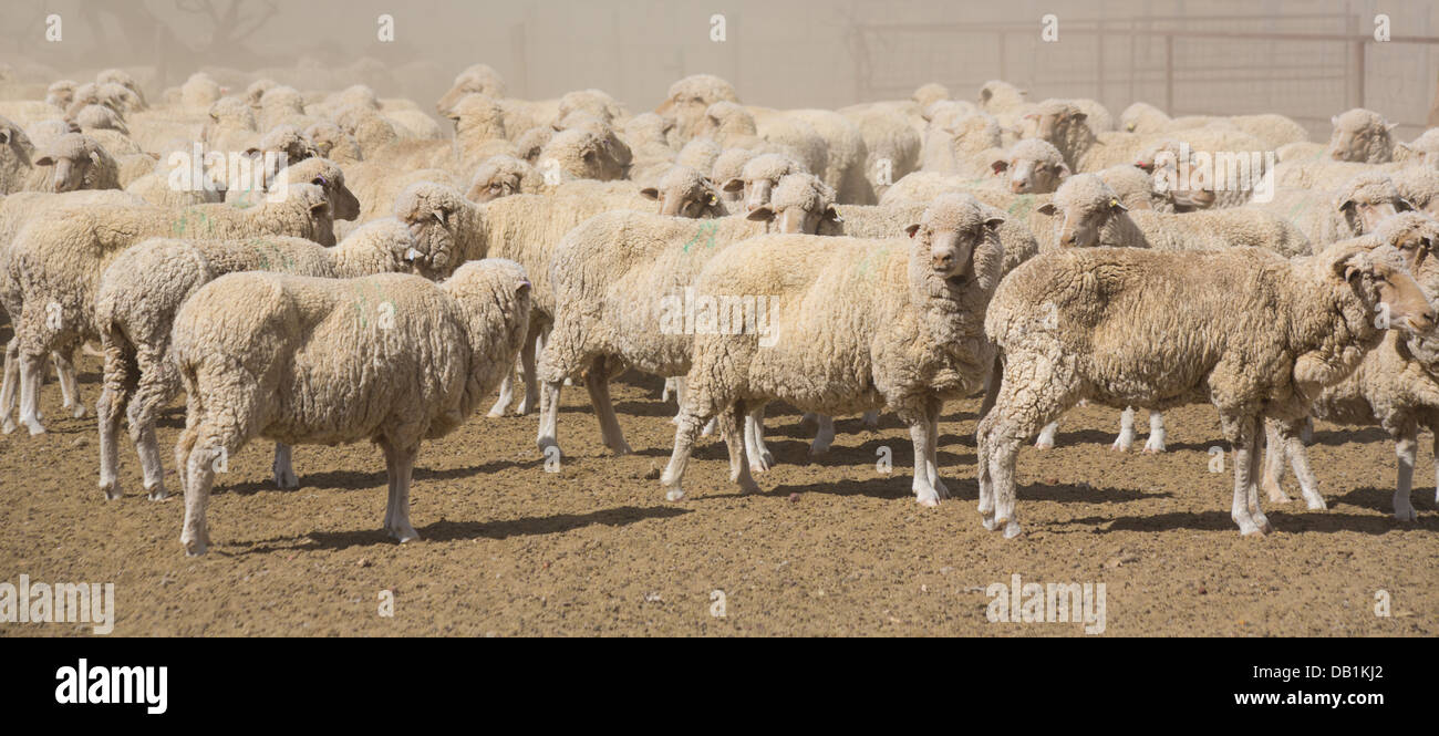 Mob of merino sheep in dry, barren, drought conditions in outback