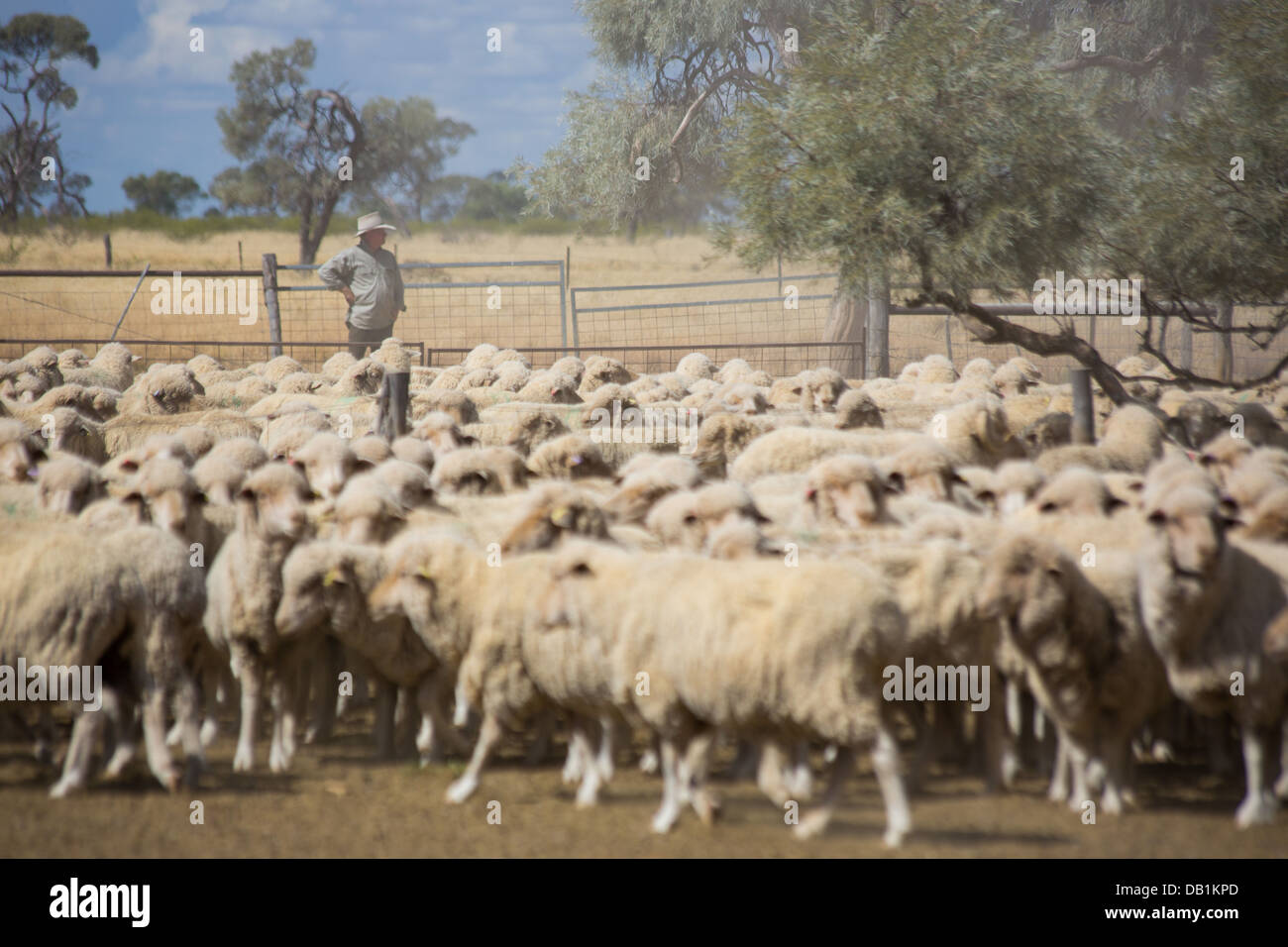 Flock merino sheep australia hires stock photography and images Alamy