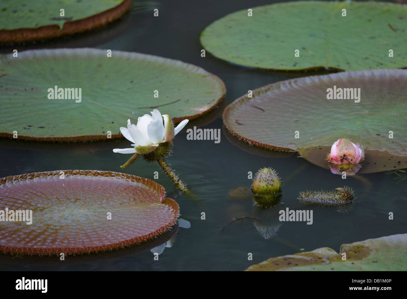 Giant water lily, Singapore. Scientific Name Victoria amazonica Stock