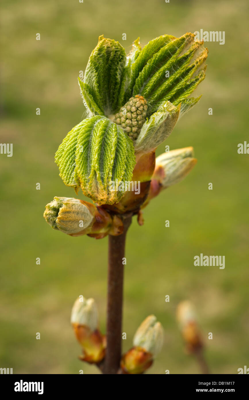 New young leaf shoots of a Chestnut tree in spring Stock Photo