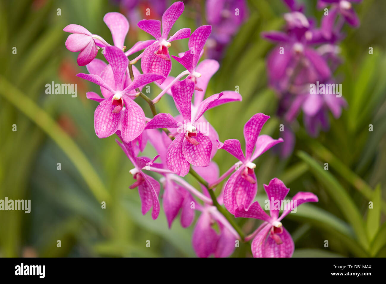 Purple orchids, National Orchid Garden, Singapore Stock Photo Alamy
