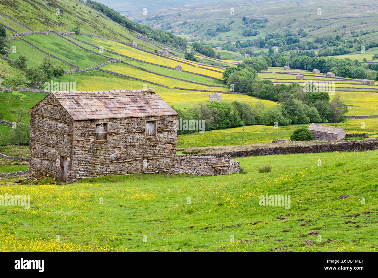Field Barn and Buttercup Meadows near Thwaite in Swaledale Yorkshire Dales England Stock Photo