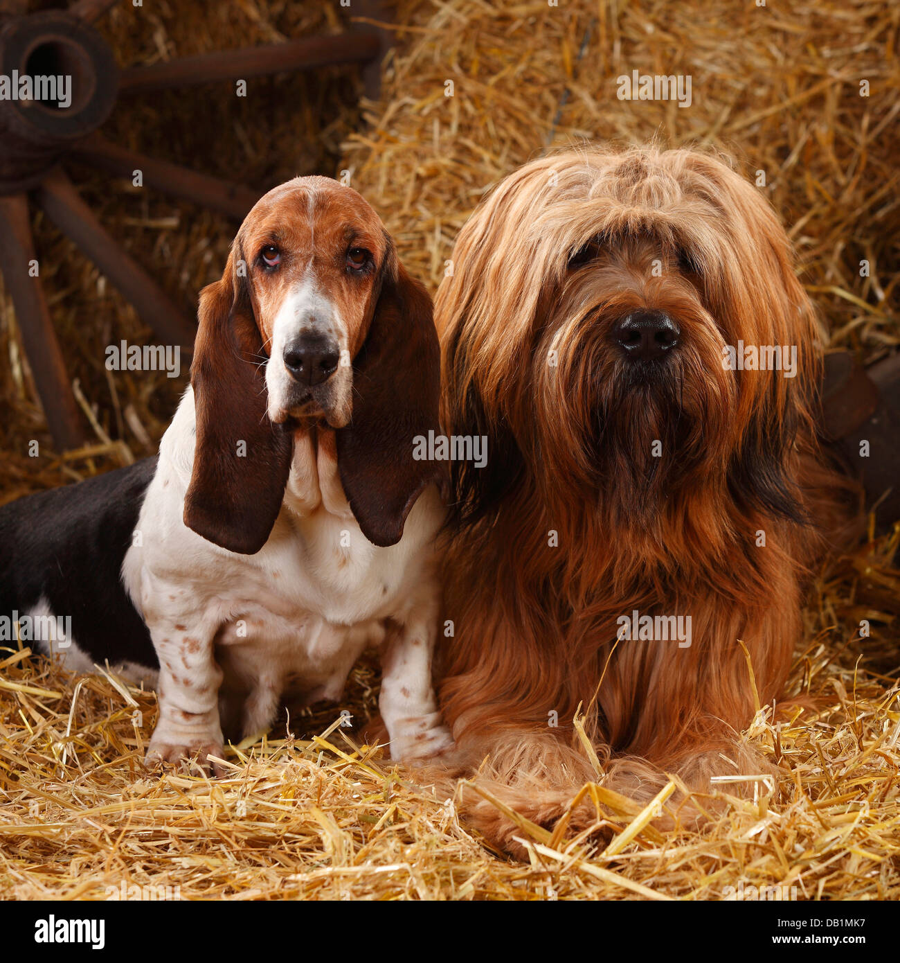 Briard and Basset Hound / Berger de Brie |Briard, Ruede, und Basset Hound, Huendin / Berger de Brie Stock Photo