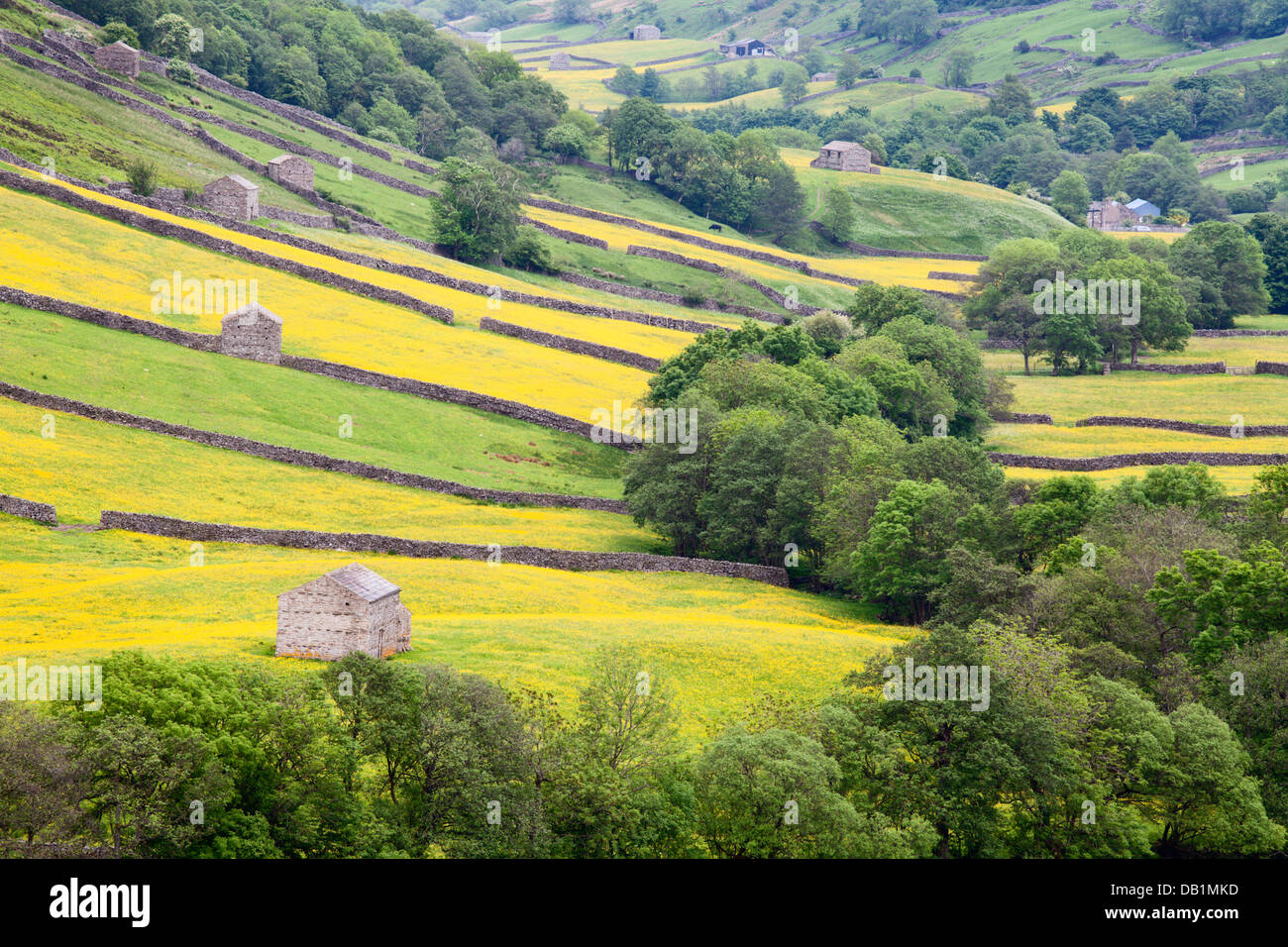 Field Barns in Buttercup Meadows near Thwaite in Swaledale Yorkshire Dales England Stock Photo
