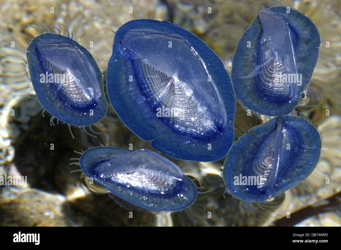 By-the-wind sailor (Velella spirans or Velella velella), photographed at the island of Giglio, Tuscany, Italy Stock Photo