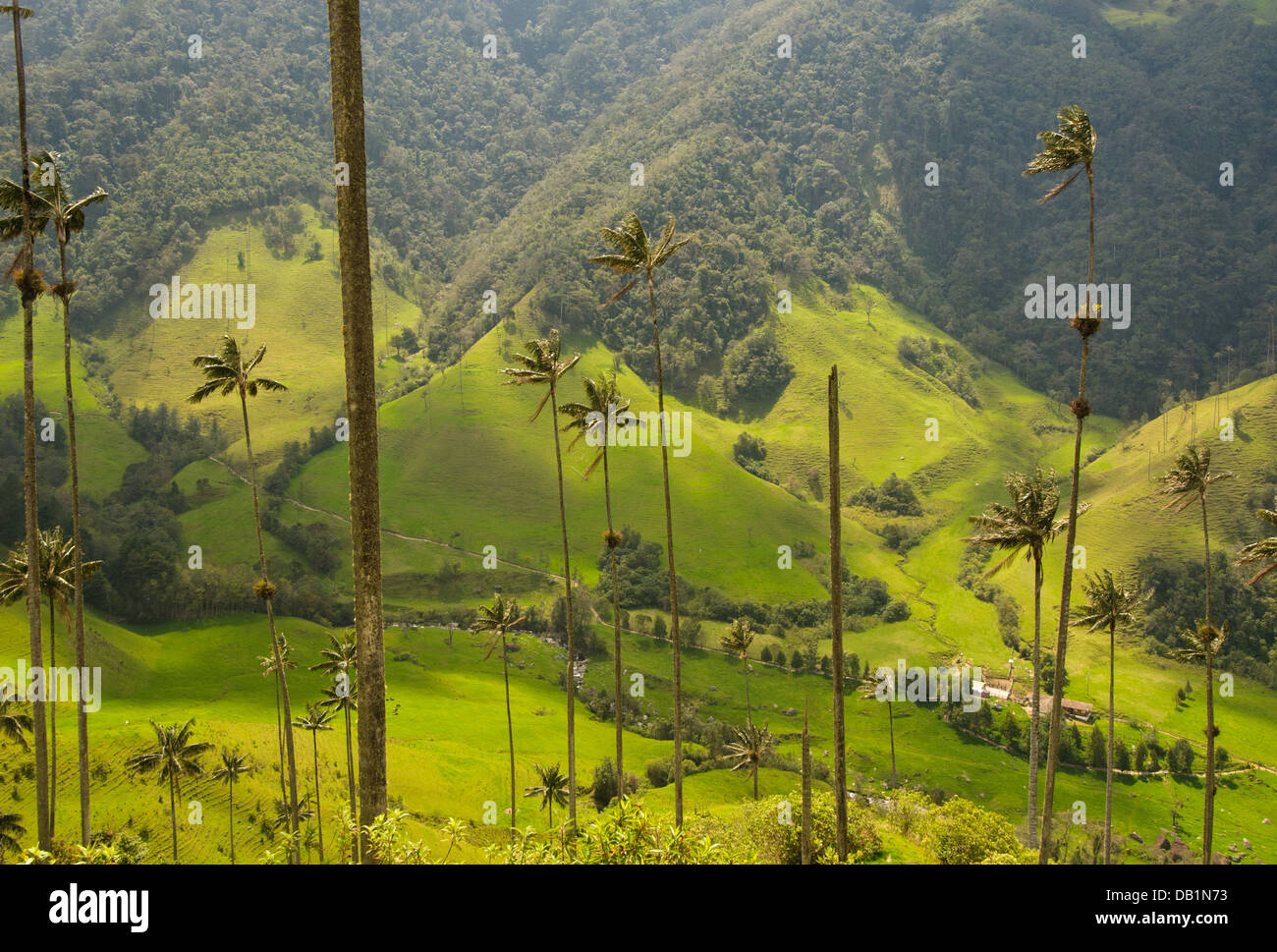 Wax palm trees of Cocora Valley, Colombia Stock Photo