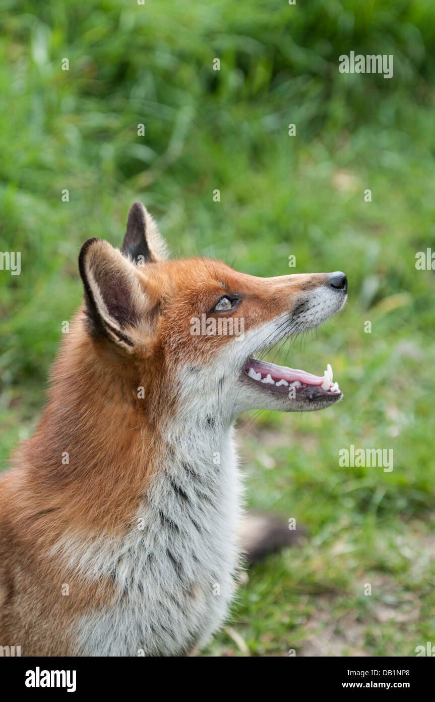 Cunning animal hi-res stock photography and images - Alamy