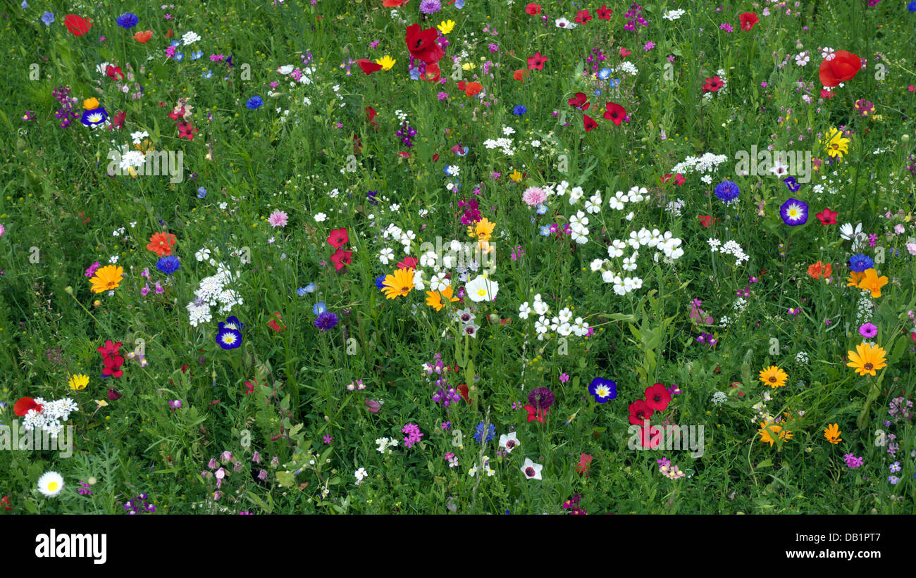 Ornamental meadow flower display using predominately native annuals in public park, Congleton, Cheshire, UK. Stock Photo