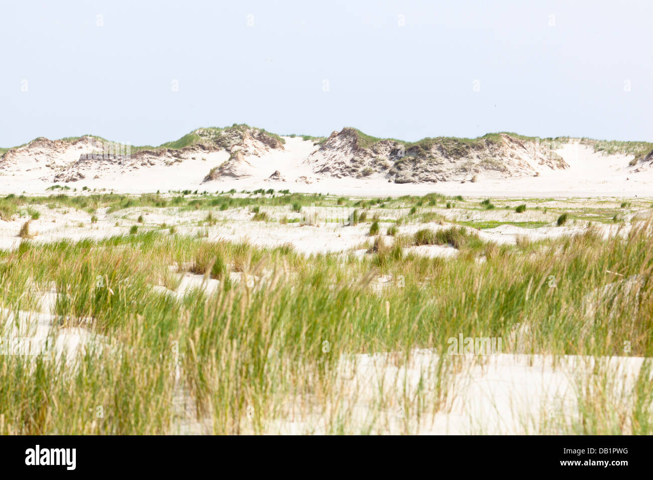 Partly overgrown sand dunes at the North Sea in Norderney, Germany. Stock Photo