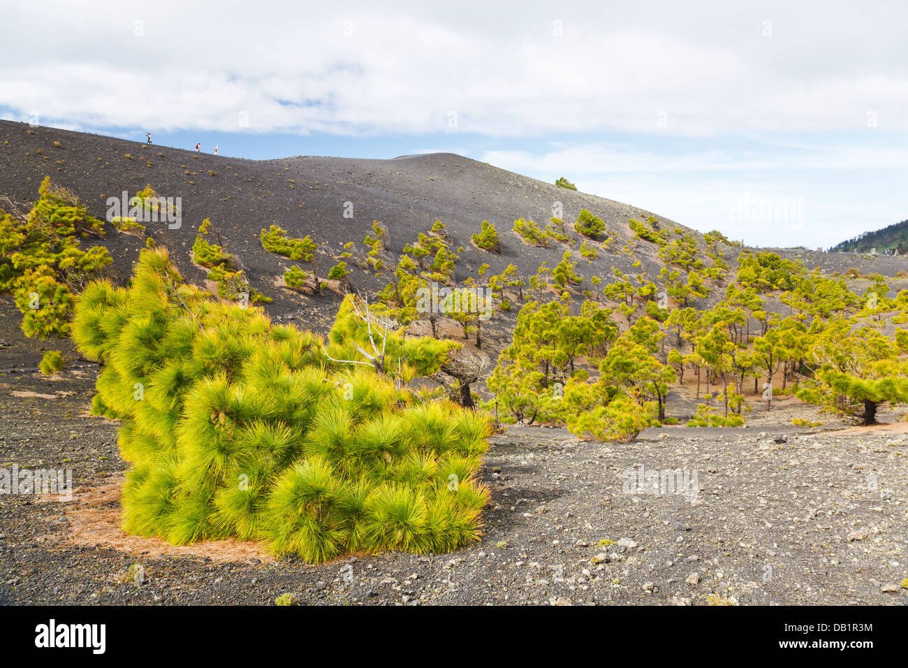 Volcán San Antonio with a light pine tree forest in the foreground. Stock Photo