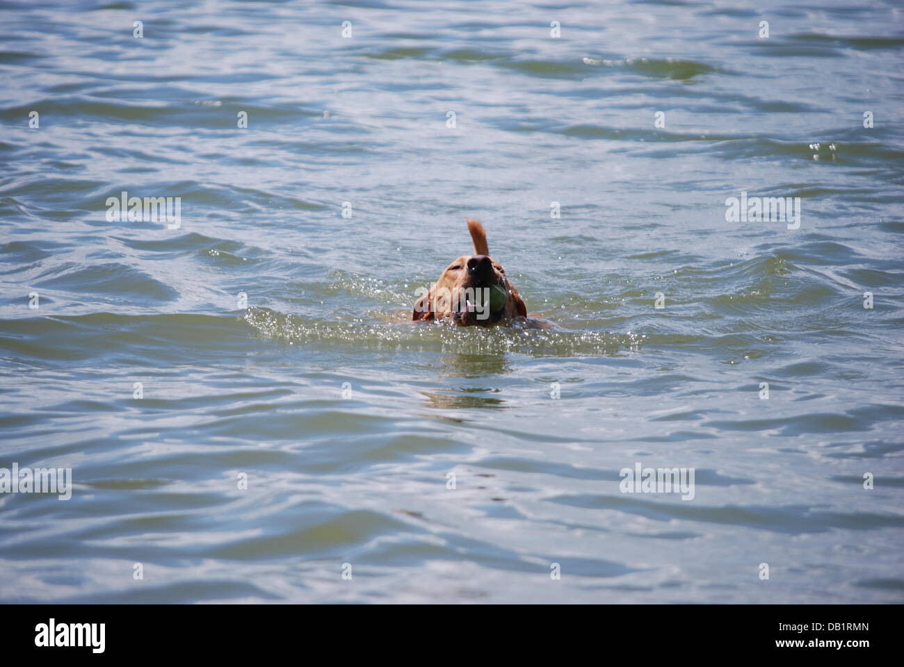 Dog Swims at Lake Stock Photo
