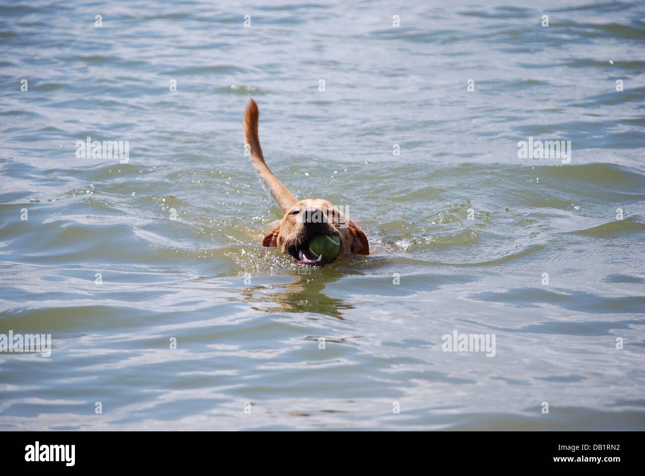 Dog Swims at Lake Stock Photo