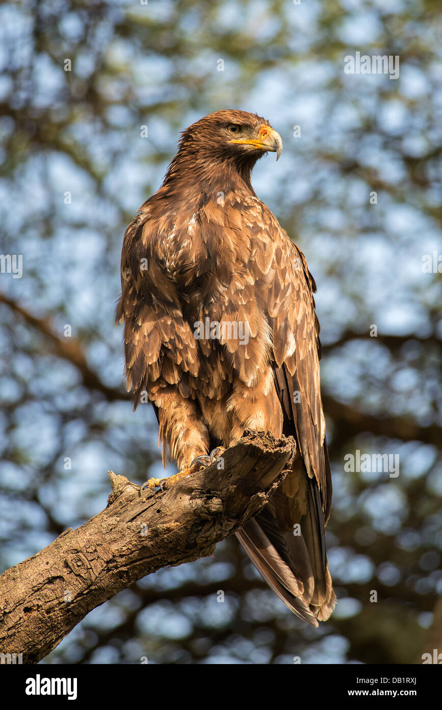 Wahlberg's Eagle Stock Photo