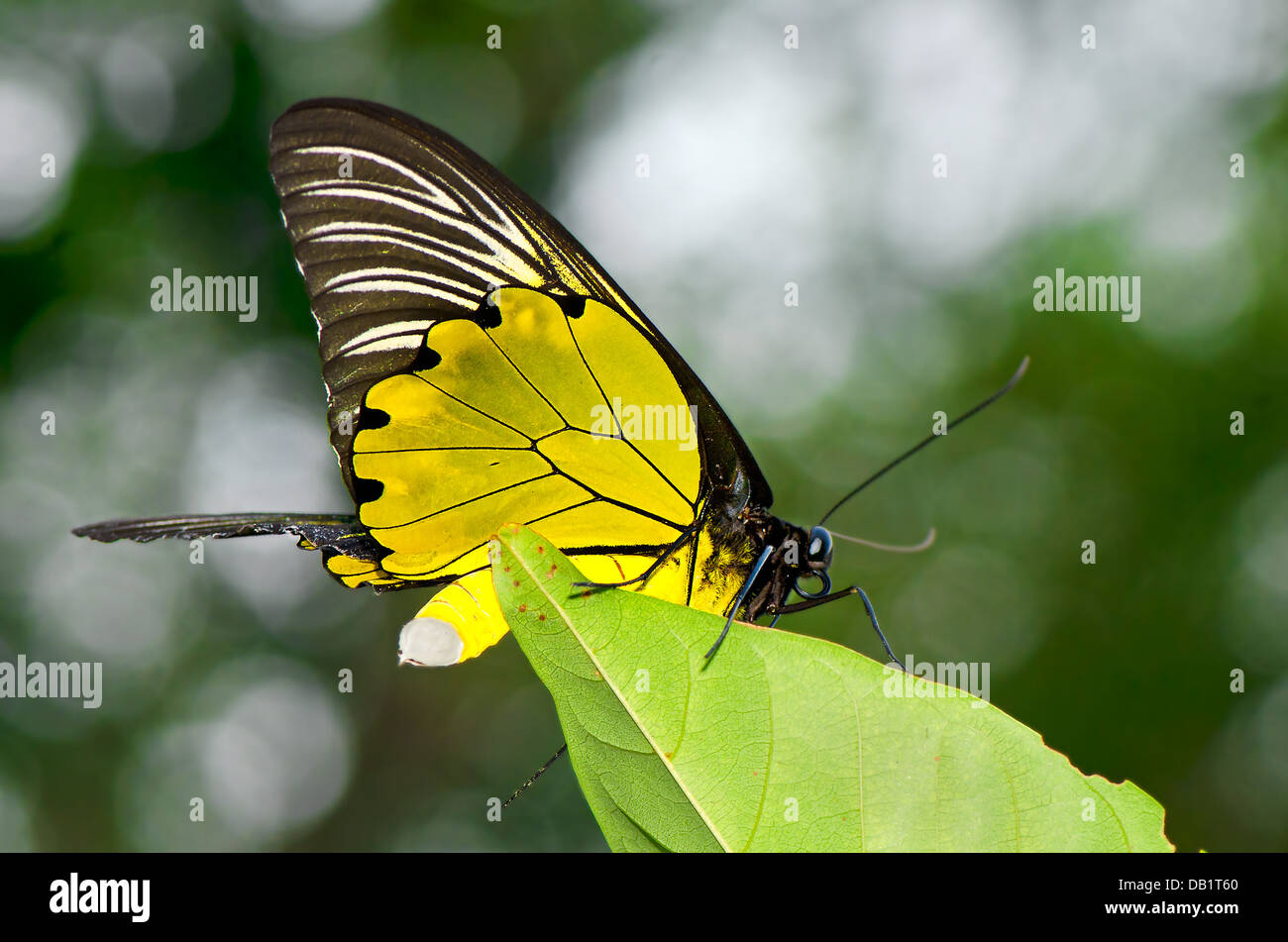 Yellow birdwing Stock Photo
