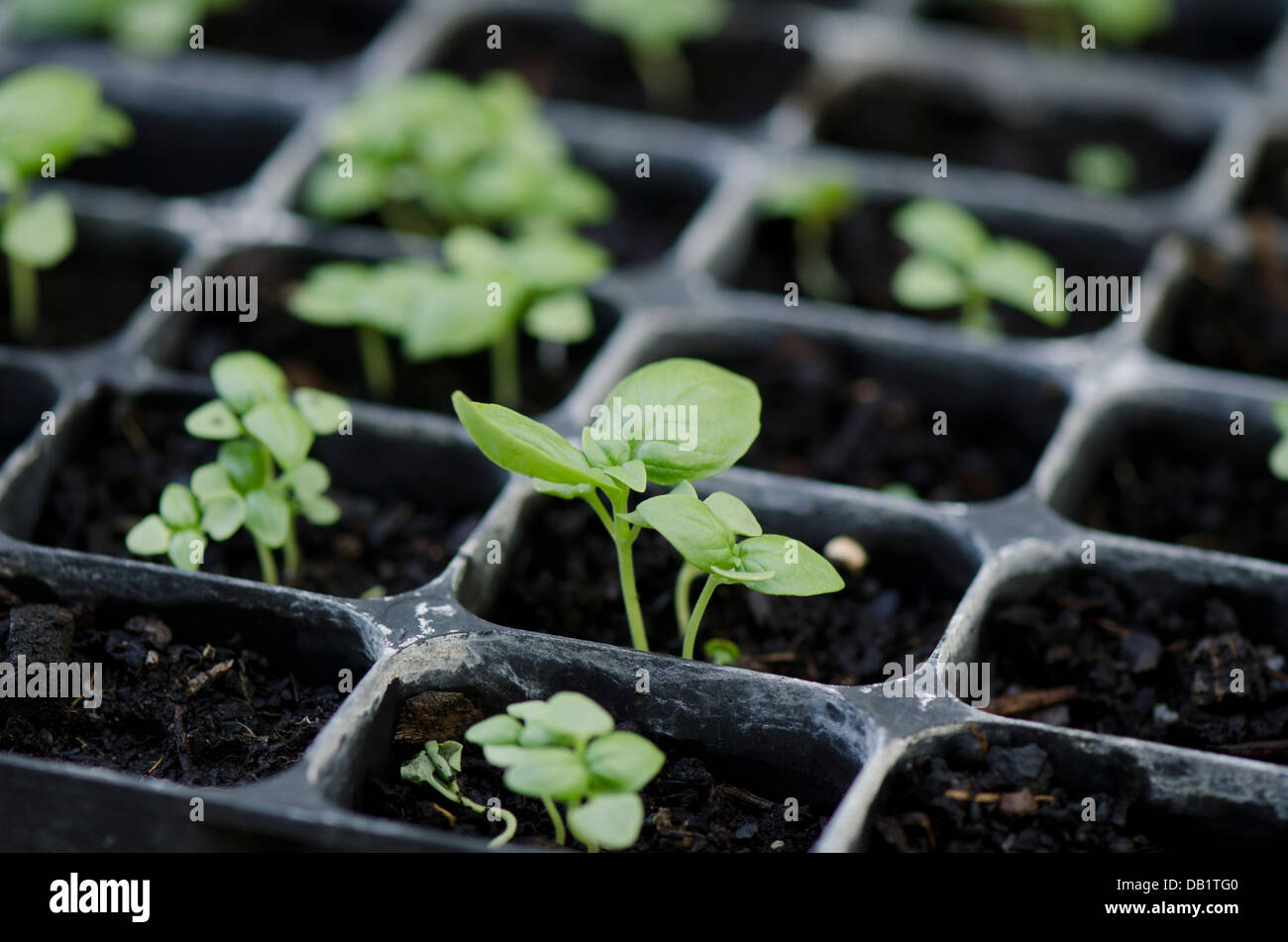 Young organic basil cultivation in seed tray. Andalusia, Spain. Stock Photo