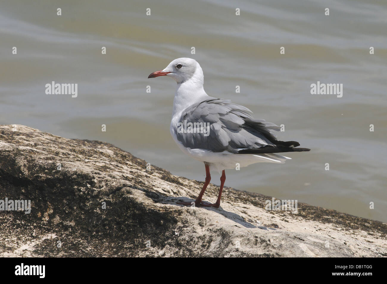 Grey-headed Gull (Chroicephalus cirrocephalus) at Molfetta (Italy) Stock Photo
