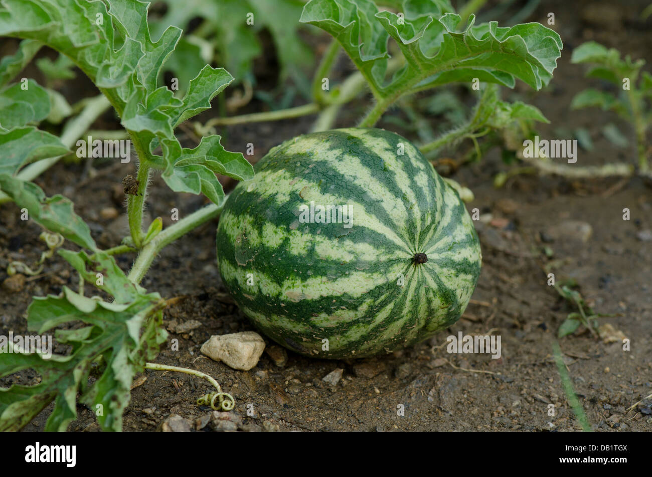 Watermelon, Citrullus lanatus, growing in a vegetables garden. Stock Photo