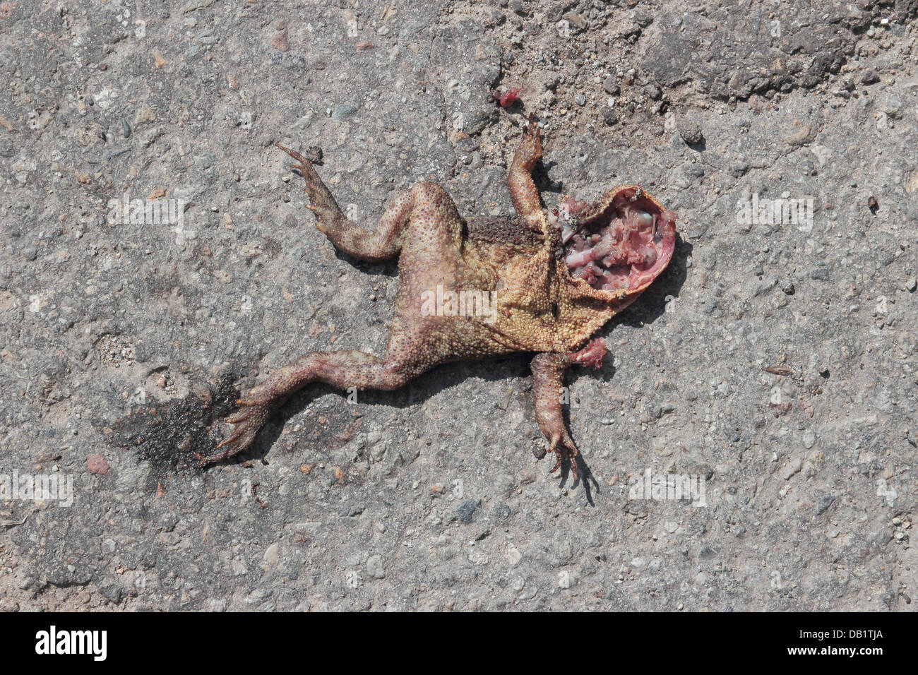 Frog Dead Body Stock Photos - 590 Images