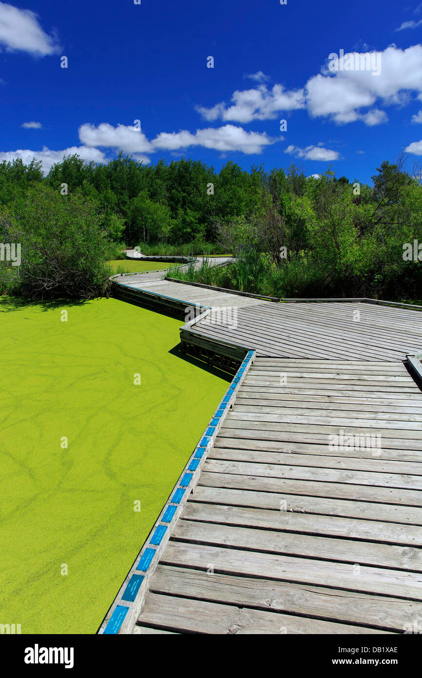 Algae bloom and marsh boardwalk, Fort Whyte, Manitoba, Canada Stock Photo