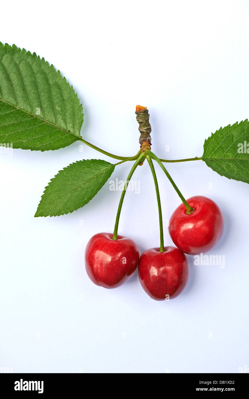 Closeup bright red cherry hi-res stock photography and images - Alamy