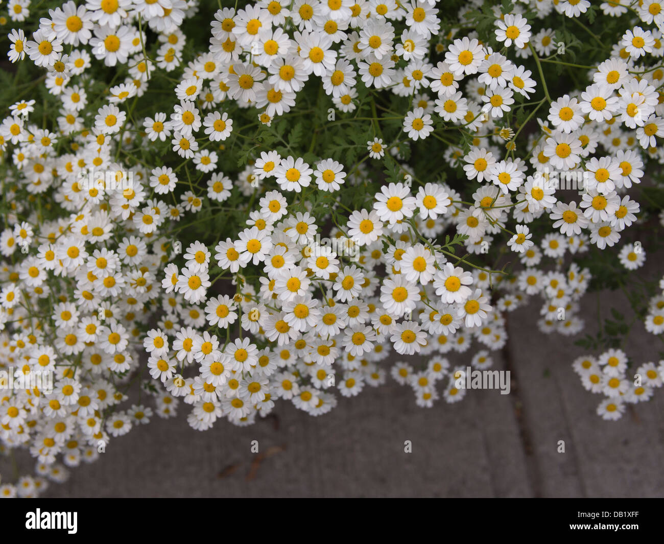 A patch of feverfew blossoms Stock Photo