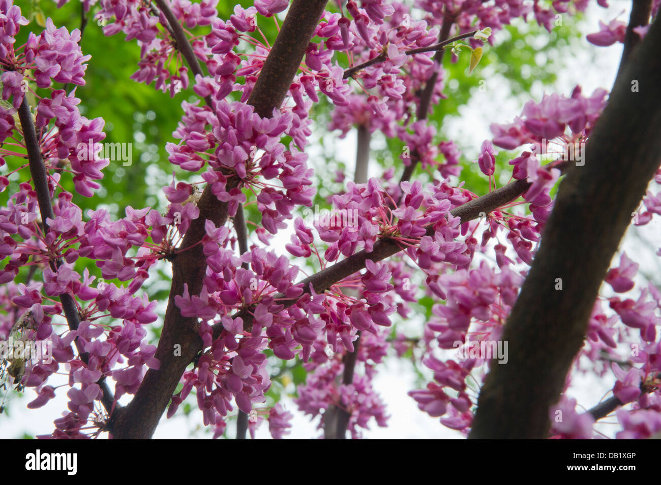 The rosy blossoms of the Eastern Redbud Stock Photo