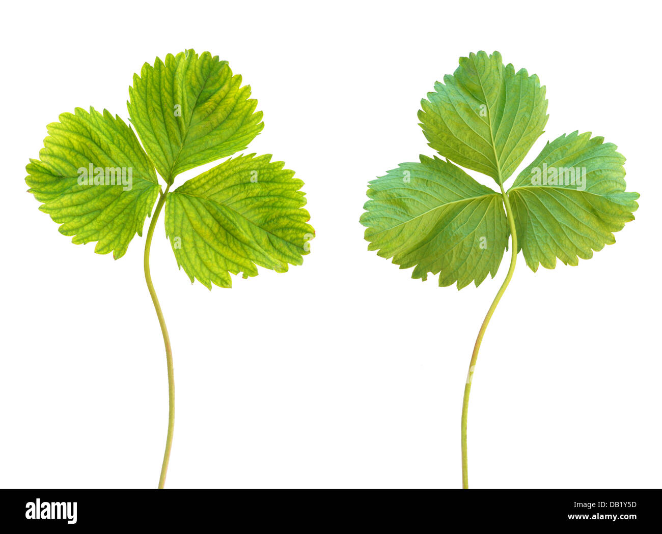 Iron deficiency in strawberry plant, chlorosis, isolated Stock Photo