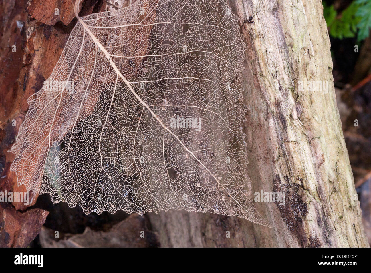 Partially decayed leaf on the forest floor Stock Photo