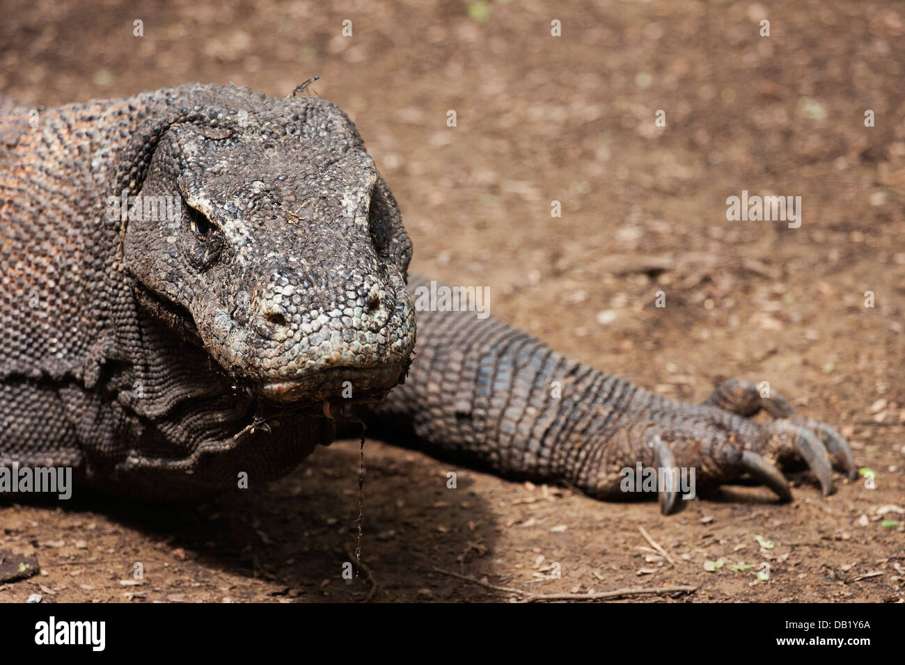 Komodo dragon crawling into the picture Stock Photo